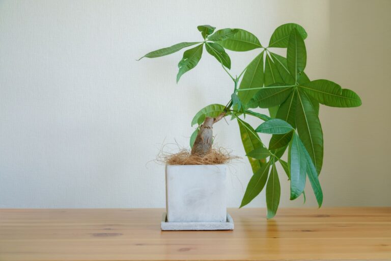 風水で幸運を呼び込む！観葉植物の選び方と効果的な配置方法