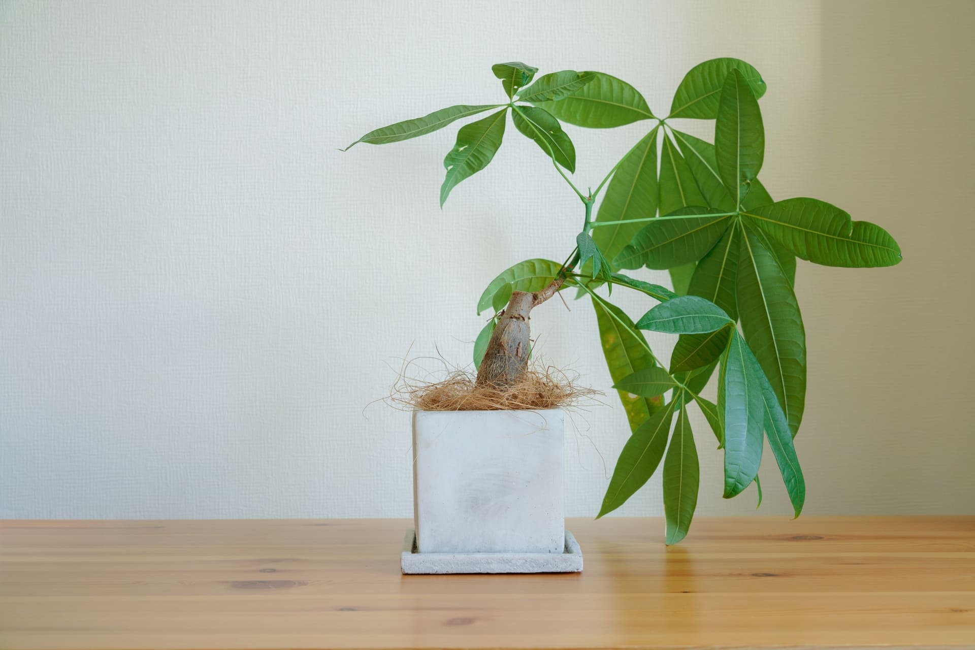 風水で幸運を呼び込む！観葉植物の選び方と効果的な配置方法